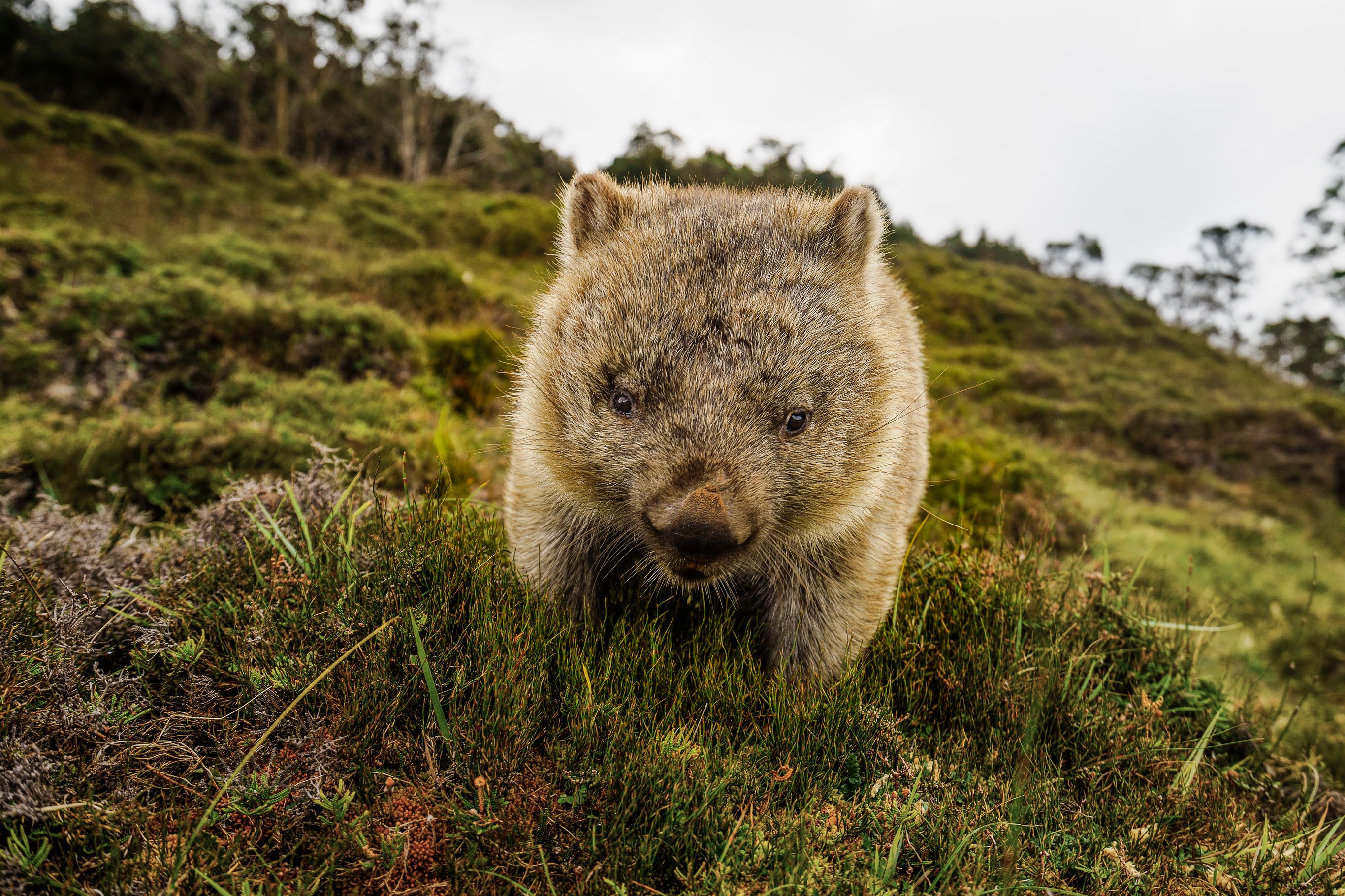 Tasmanië en de oostkust